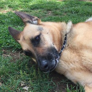 Meet your Posher, Cheshire